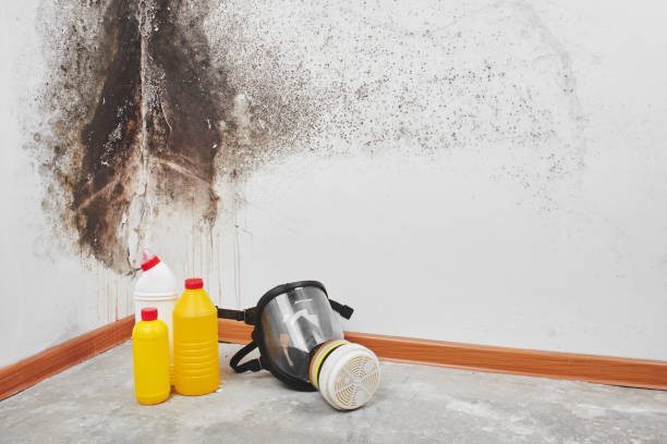 Best Best Mold Removal Companies  in Prunedale, CA