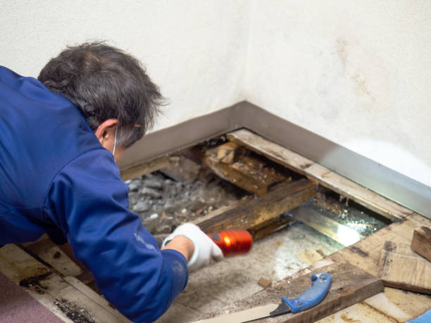 Crawl Space Mold Removal in Prunedale, CA