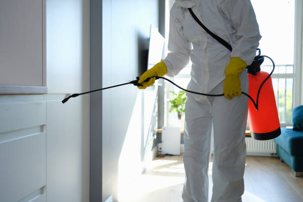Professional Mold Removal in Prunedale, CA