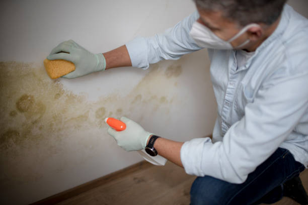 Best Mold Removal Company Near Me  in Prunedale, CA