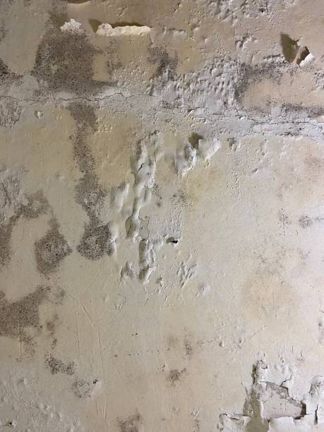 Best Same-Day Mold Removal  in Prunedale, CA