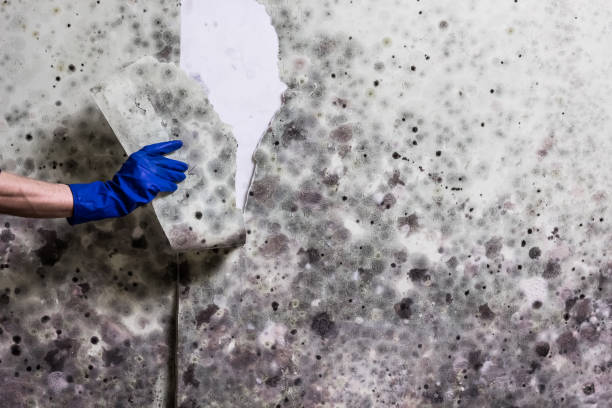 Best Emergency Mold Removal  in Prunedale, CA