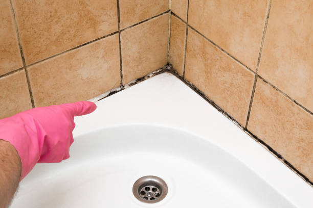 Best Toxic Mold Removal  in Prunedale, CA